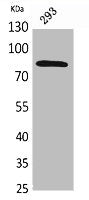 MCM7 Antibody