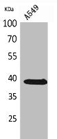 SLC10A1 Antibody