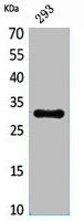 CGREF1 Antibody