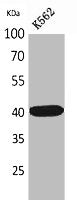 GJA5 Antibody