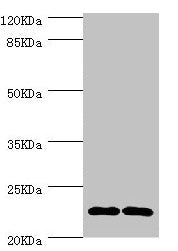 CMPK1 Antibody