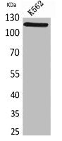 NLRP3 Antibody