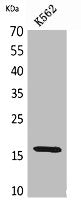 RBP2 Antibody