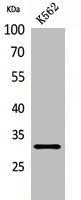 VDAC1 Antibody