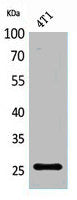 CD81 Antibody