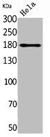 MRC2 Antibody