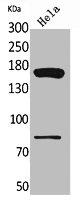 CD163L1 Antibody