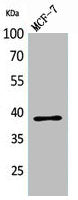 CER1 Antibody