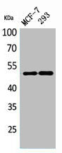TYMP Antibody