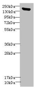 CNTNAP1 Antibody
