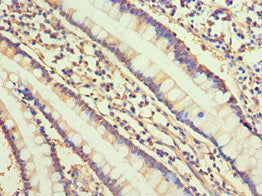COL2A1 Antibody