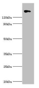 COL2A1 Antibody