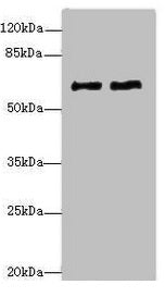 COL9A3 Antibody