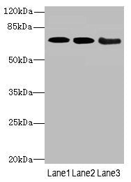 COL9A3 Antibody