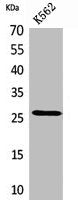 FGF8 Antibody