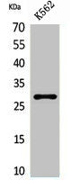 APOA1 Antibody