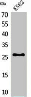 FGF16 Antibody