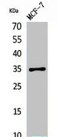 IL12A Antibody
