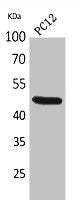 FOXP3 Antibody