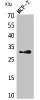 KLK1 Antibody