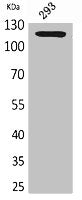 ATP2A2 Antibody