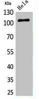 MCM6 Antibody
