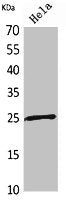 PRDX1 Antibody