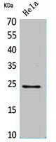 RAB5A Antibody