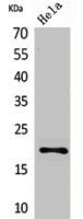CD3D Antibody