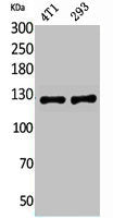 ITGAD Antibody