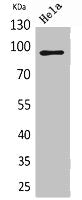 ITGB2 Antibody