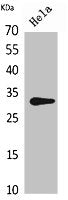 CD37 Antibody