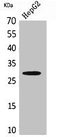 CD69 Antibody