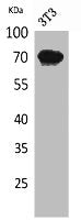 IGSF8 Antibody