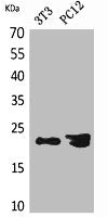HDGFRP3 Antibody