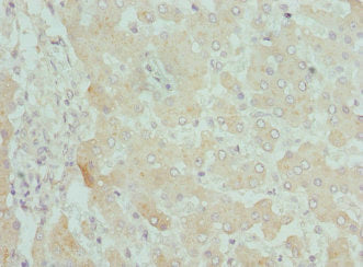 CPN1 Antibody
