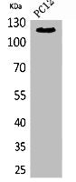 UBA1 Antibody