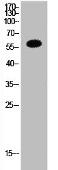 HDAC1 Antibody