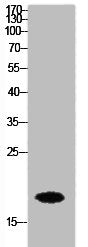Histone H3 Antibody