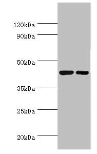 CREB3 Antibody