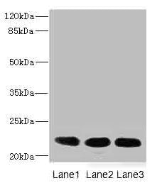 CRIP2 Antibody
