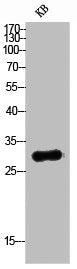 TNFSF10 Antibody