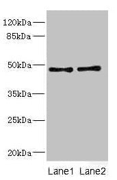 CRTAP Antibody