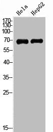MAG Antibody