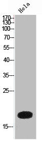 PTN Antibody