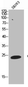 CD63 Antibody