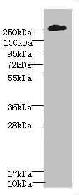 CSPG4 Antibody