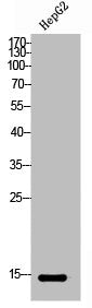IFITM2 Antibody