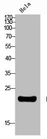 NTS Antibody