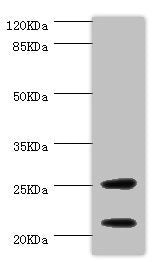 CSRP3 Antibody